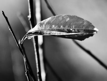 Close-up of raindrops on twig