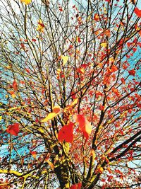 Low angle view of flower tree