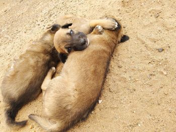 High angle view of cats lying on sand