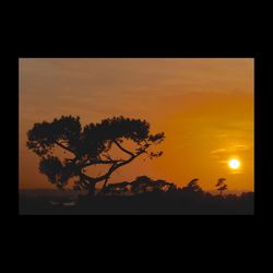 Silhouette of trees at sunset