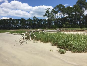 Scenic view of beach against sky