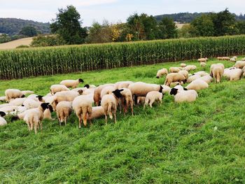 Sheep grazing on field