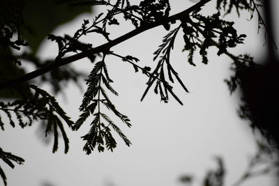 Low angle view of tree against sky