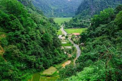 High angle view of plants growing on land