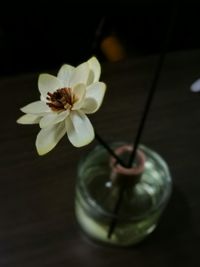 Close-up of flower against black background