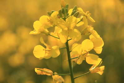 Close-up of yellow flowering plant