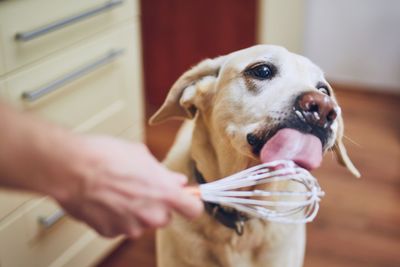 Close-up of hand holding dog at home