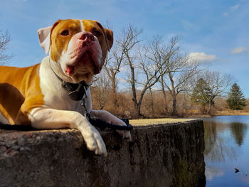 Dog looking off into the distance