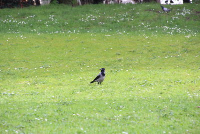 Bird perching on field