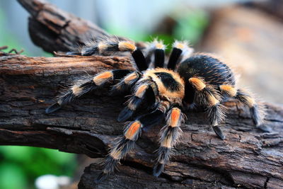 Close-up of spider on wood