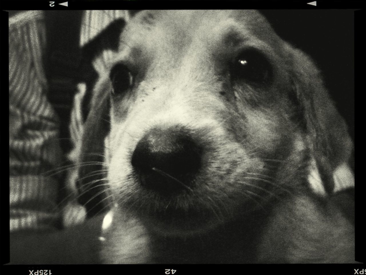 transfer print, one animal, animal themes, domestic animals, pets, dog, auto post production filter, mammal, animal head, close-up, indoors, animal body part, snout, animal nose, portrait, looking at camera, focus on foreground, animal eye, part of, animal hair