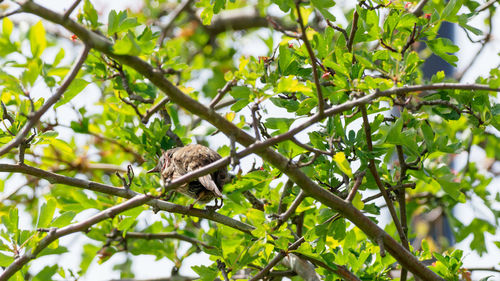 Low angle view of female blackbird perching on tree