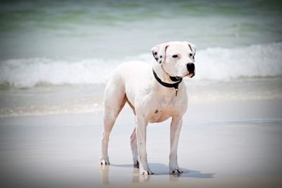 Portrait of dog standing on beach