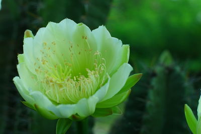 Close-up of flowering plant