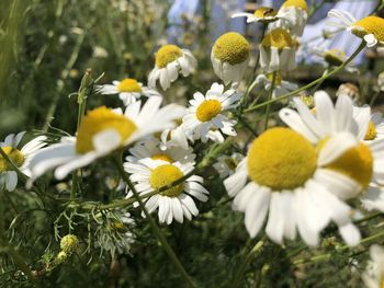 Close-up of white daisy flowers