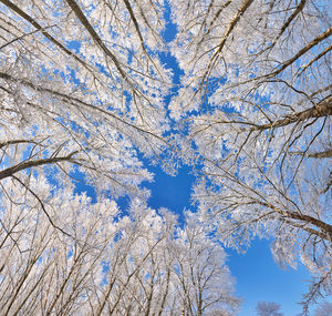Low angle view of tree branches against clear blue sky