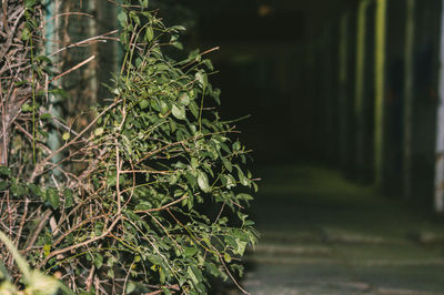 Close-up of plant growing on field