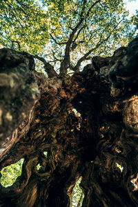 Low angle view of tree trunk in forest