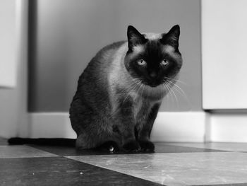 Portrait of cat on floor at home