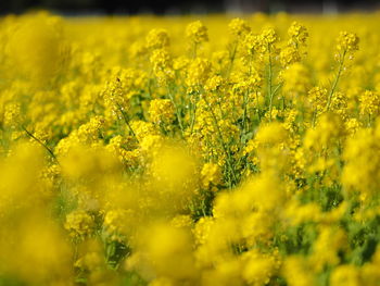 Scenic view of oilseed rape field