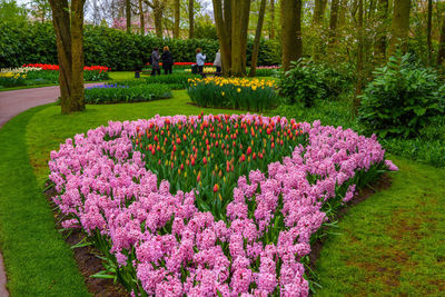 Pink flowering plants in garden