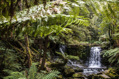 Scenic view of waterfall in forest