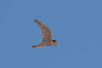 Low angle view of eagle flying against clear blue sky