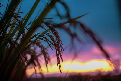 Low angle view of silhouette plants against sky during sunset