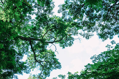 Low angle view of trees against sky