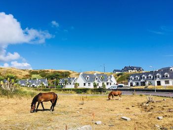 Horses grazing in a field