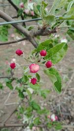 Close-up of red berries growing on tree