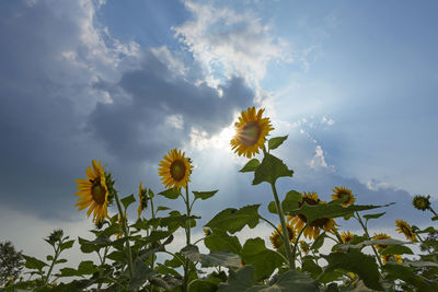 Low angle view of flowering plant against sky