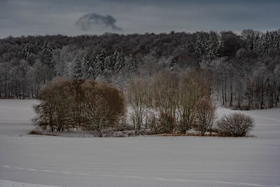 Plants on snow covered land against sky