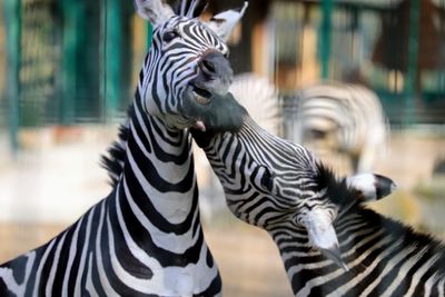 Zebras in a zoo