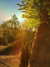Silhouette of trees at sunset