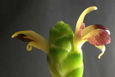 Close-up of flowering plant against white background