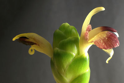 Close-up of flowering plant against white background / ginger blossom