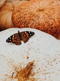 High angle view of butterfly on leaf