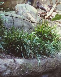 Plants growing on rocks