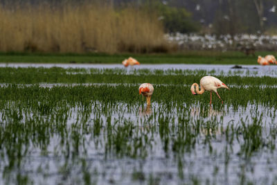 Ducks in a lake