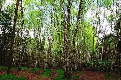 Bamboo trees against sky