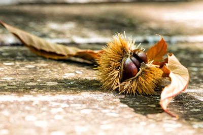 Close-up of dry flower on wood