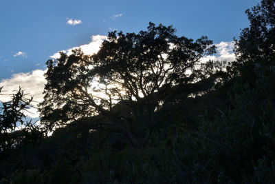 Low angle view of silhouette trees against sky