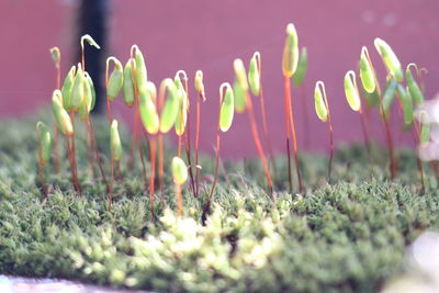 Close-up of flowering plants on field