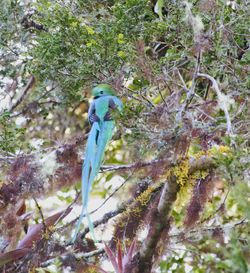 Bird perching on a tree