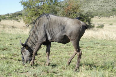 Horse standing in a field