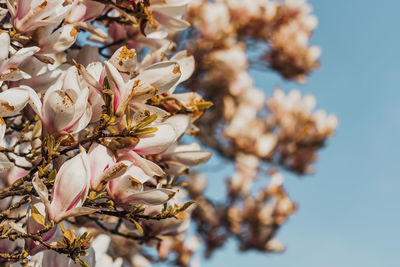 Close-up of white cherry blossom tree