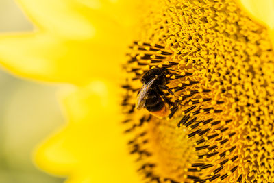 Close-up of bee pollinating on yellow flower