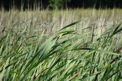 Close-up of wheat growing on field