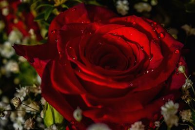 Close-up of red rose